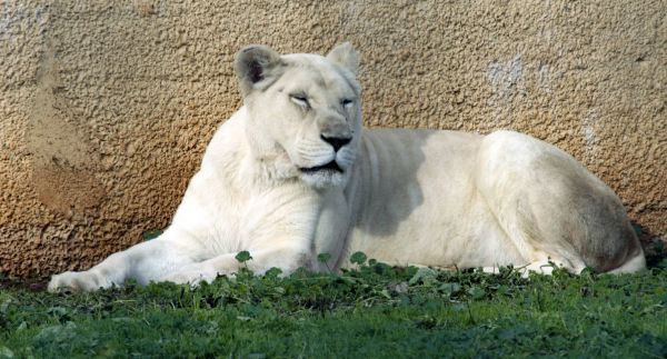 White (or Albino) lion